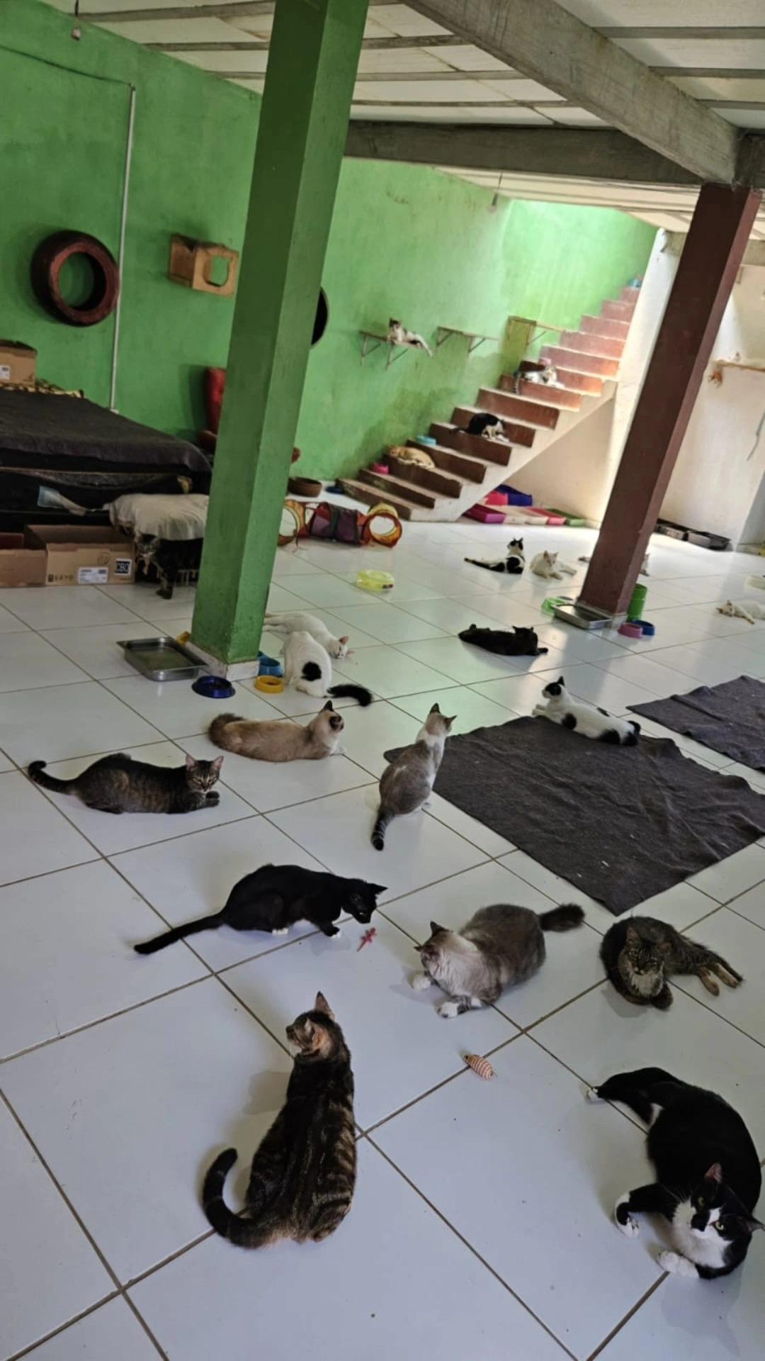 Pet feliz no Paraíso dos Pets
